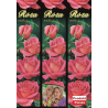 Róża Wielokwiatowa Dwubarwna 01 1 szt.