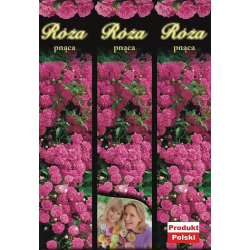 Róża Pnąca Różowa 1 szt.