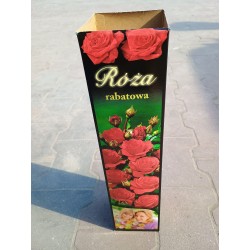 Róża Rabatowa Czerwona 1 szt.