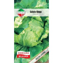 Sałata Krucha typ Lodowy Kinga 1g Spójnia