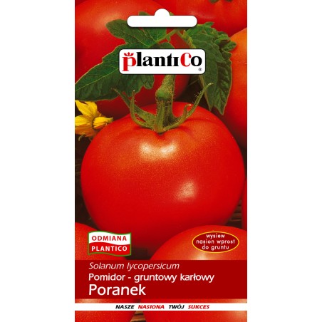 Pomidor gruntowy karłowy Poranek nasiona 1g PlantiCo