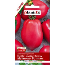 Pomidor gruntowy karłowy Malinowy Bosman nasiona 0,5g PlantiCo