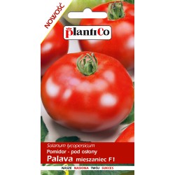 Pomidor pod osłony Palava F1 nasiona 0,1 g PlantiCo