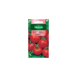 Pomidor gruntowy Hatzfeuer F1 nasiona 0,3g Vilmorin