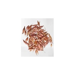 Cebula DYMKA SZALOTKA Zebrune - 5kg