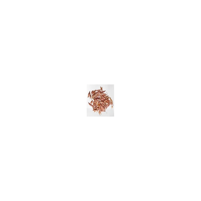 Cebula DYMKA SZALOTKA Zebrune - 5kg