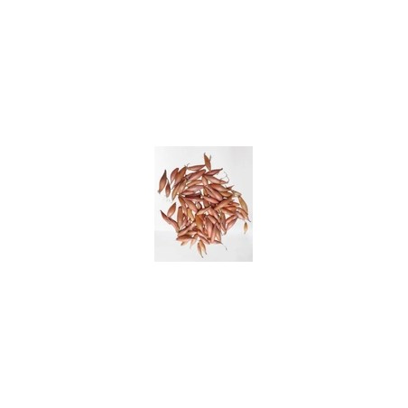Cebula DYMKA SZALOTKA Zebrune - 5kg