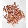 Cebula DYMKA SZALOTKA Zebrune - 5kg