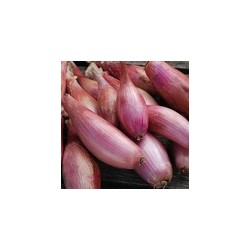 Cebula DYMKA SZALOTKA Zebrune - 5kg