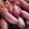 Cebula DYMKA SZALOTKA Zebrune - 5kg