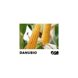 Kukurydza ziarno siew DANUBIO FAO 240 + OPTI Plus (80tyś)