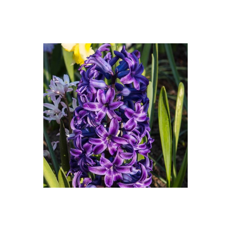 Hiacynt Purple Star - cebulka rozmiar 16/17