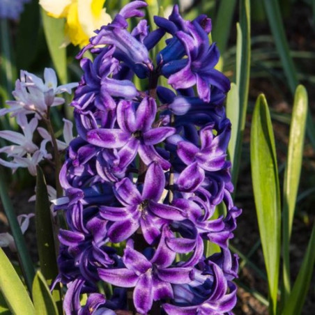 Hiacynt Purple Star - cebulka rozmiar 16/17