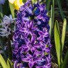 Hiacynt Purple Star - cebulka rozmiar 16/17