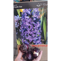Hiacynt Purple Star - cebulka rozmiar 16/17