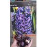 Hiacynt Purple Star - cebulka rozmiar 16/17