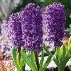 Hiacynt Purple Star - cebulka rozmiar 16/17