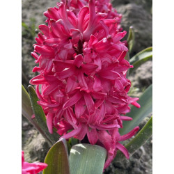 Hiacynt Red Glory - cebulka rozmiar 16/17