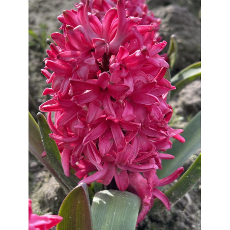 Hiacynt Red Glory - cebulka rozmiar 16/17