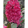 Hiacynt Red Glory - cebulka rozmiar 16/17