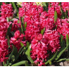 Hiacynt Red Glory - cebulka rozmiar 16/17