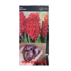Hiacynt Red Glory - cebulka rozmiar 16/17