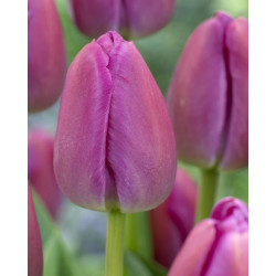 Tulipan Purple Pride - cebulka rozmiar 11/12 1szt