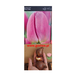 Tulipan Pink Pride - cebulka rozmiar 11/12