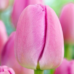 Tulipan Pink Pride - cebulka rozmiar 11/12 1szt