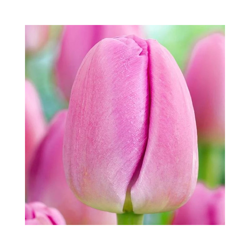 Tulipan Pink Pride - cebulka rozmiar 11/12 1szt
