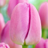 Tulipan Pink Pride - cebulka rozmiar 11/12 1szt