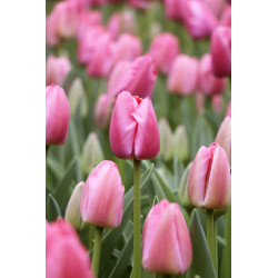 Tulipan Pink Pride - cebulka rozmiar 11/12