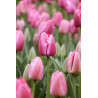 Tulipan Pink Pride - cebulka rozmiar 11/12