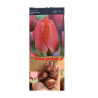 Tulipan Orange Pride - cebulka rozmiar 11/12