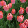 Tulipan Orange Pride - cebulka rozmiar 11/12