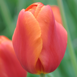 Tulipan Orange Pride - cebulka rozmiar 11/12 1szt