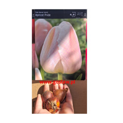 Tulipan Apricot Pride - cebulka rozmiar 11/12
