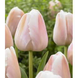 Tulipan Apricot Pride - cebulka rozmiar 11/12 1szt