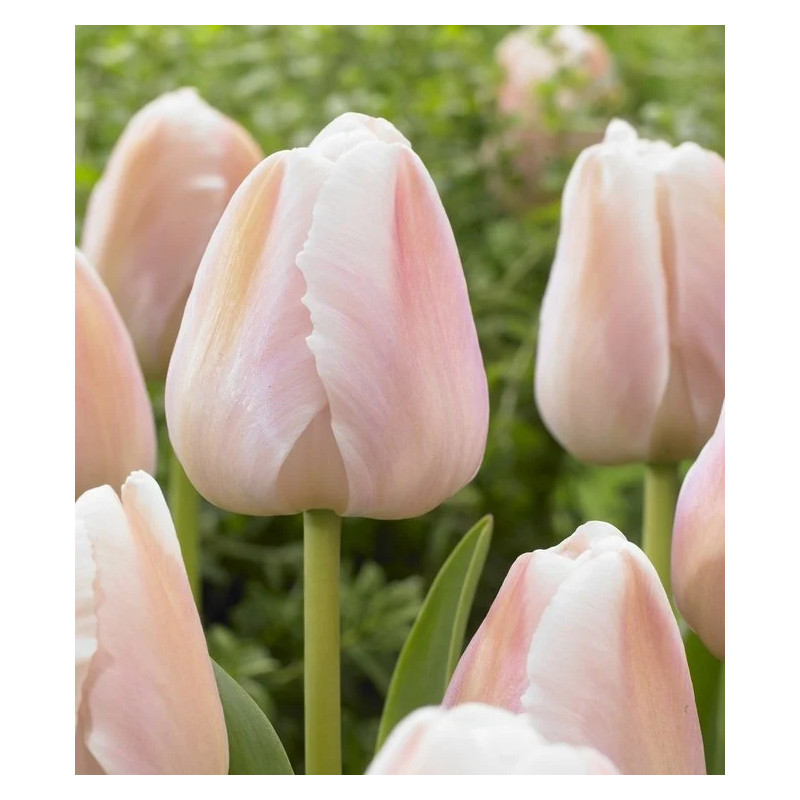Tulipan Apricot Pride - cebulka rozmiar 11/12 1szt