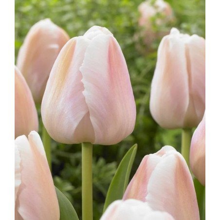 Tulipan Apricot Pride - cebulka rozmiar 11/12 1szt