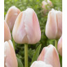 Tulipan Apricot Pride - cebulka rozmiar 11/12 1szt