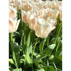 Tulipan Apricot Pride - cebulka rozmiar 11/12