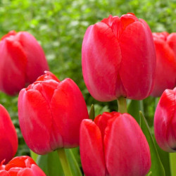 Tulipan Red Pride - cebulka rozmiar 11/12 1szt