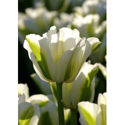 Tulipan Spring Green - cebulka rozmiar 12/+ 1szt