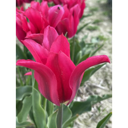 Tulipan Doll's Minuet - cebulka rozmiar 12/+