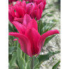 Tulipan Doll's Minuet - cebulka rozmiar 12/+