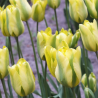 Tulipan Formosa - cebulka rozmiar 12/+