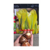Tulipan Formosa - cebulka rozmiar 12/+