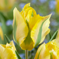 Tulipan Formosa - cebulka rozmiar 12/+ 1szt