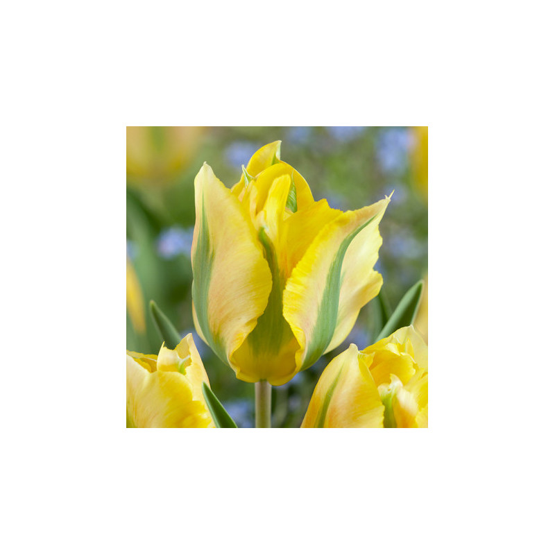 Tulipan Formosa - cebulka rozmiar 12/+ 1szt